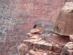 Grand Canyon (Dec 2005) - Hiking Down
